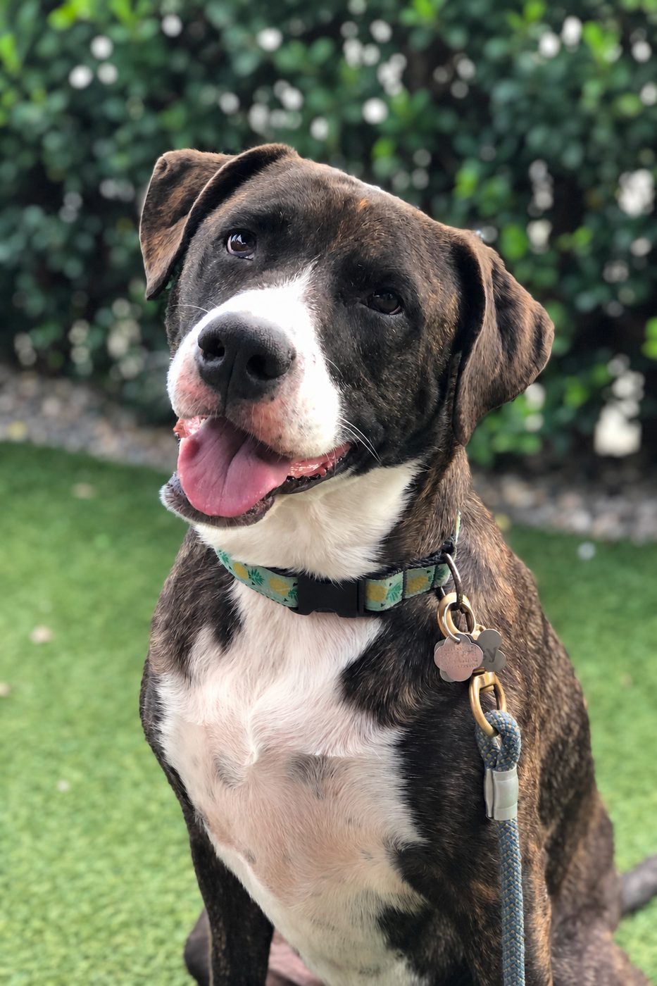 Daisy, a brindle and white dog, sitting on the grass with her tongue out.